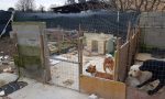 Le foto della casa degli orrori a un passo da Milano: cani, conigli e cardellini costretti a vivere nelle proprie feci