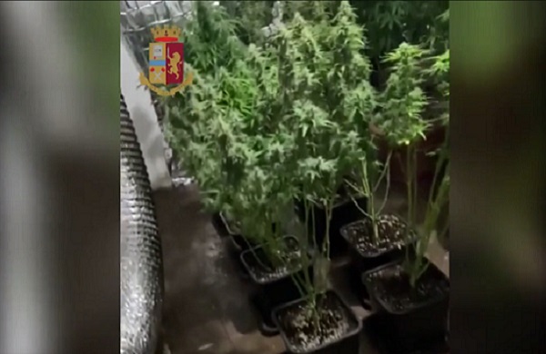 Beccato per uno spinello, aveva in casa una serra di marijuana: arrestato 24enne