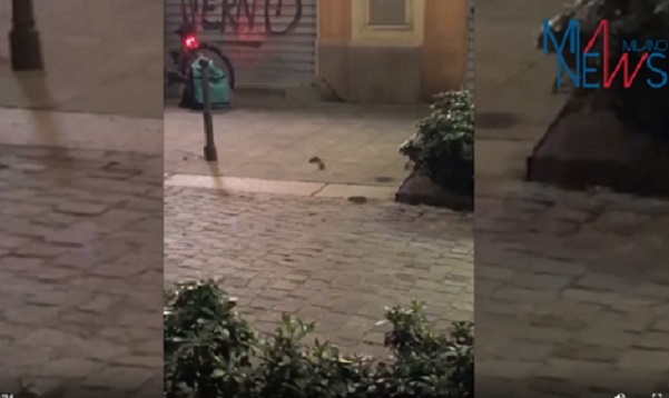 Il video dei topi in Paolo Sarpi, scoppia il caso sui social