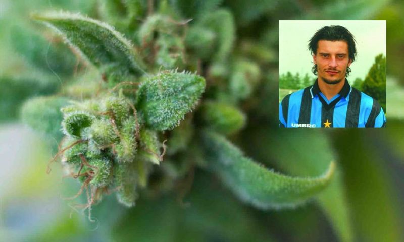 Coltivava 106 piante di marijuana in un casolare: arrestato l’ex calciatore Luigi Sartor