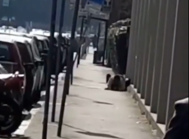 Si accoppiano sul marciapiede in pieno giorno a Milano e il video diventa virale