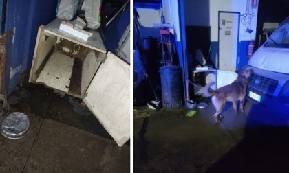 Cani chiusi in casse di legno e incatenati: sequestrati al proprietario