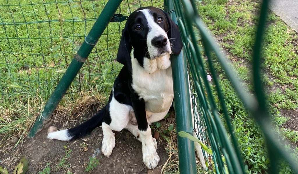 La storia di “Macchia”, abbandonato in area cani a Milano e adottato dal suo salvatore