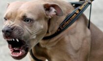 Rapina un appartamento e come arma impugna.. un pitbull legato al guinzaglio