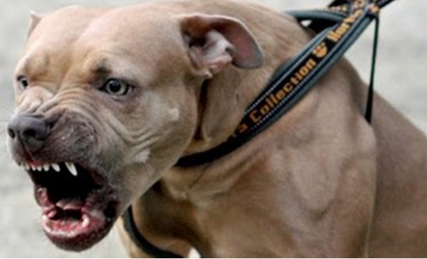 Rapina un appartamento e come arma impugna.. un pitbull legato al guinzaglio