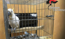 Cacatua smarrito a febbraio a Milano... ritrovato in provincia di Lecco ad agosto