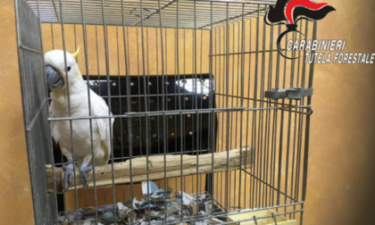 Cacatua smarrito a febbraio a Milano... ritrovato in provincia di Lecco ad agosto