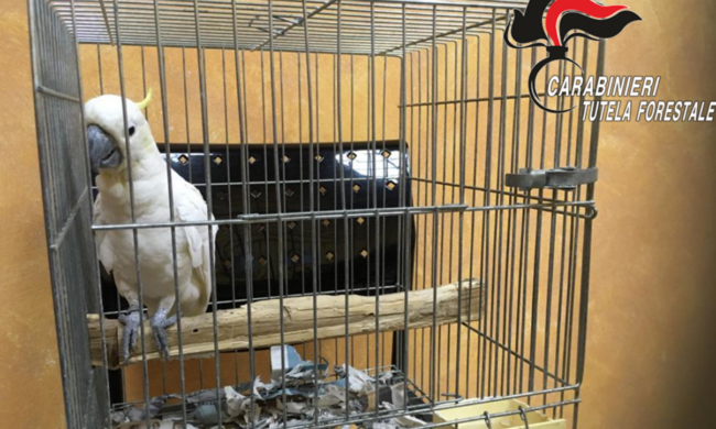 Cacatua smarrito a febbraio a Milano… ritrovato in provincia di Lecco ad agosto