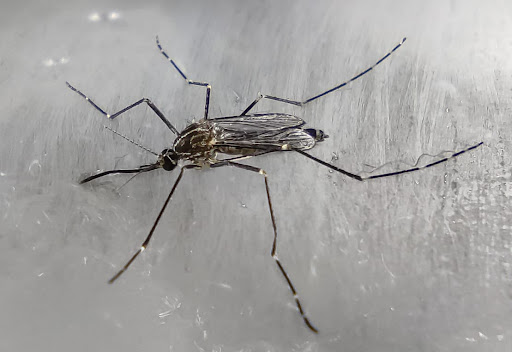 Caso di Chikungunya a San Donato Milanese: scatta la disinfestazione straordinaria