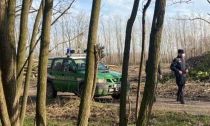 Operazione antibracconaggio della Forestale di Milano, sequestrate 81 allodole utilizzate come richiami vivi
