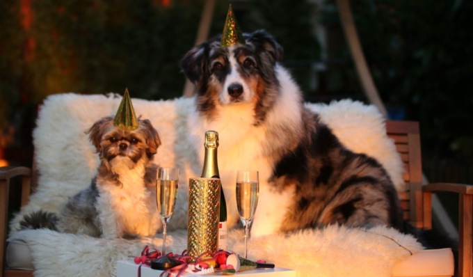 Capodanno senza botti a Milano per proteggere animali e ambiente