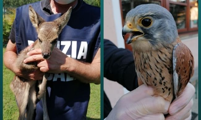 Salvati 250 animali selvatici nel 2021 nella provincia di Milano