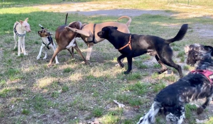 Secondo Legambiente Milano è la miglior metropoli italiana per gli animali