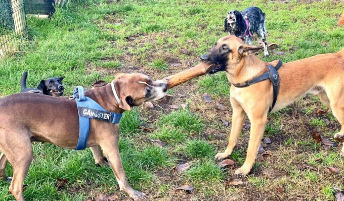 Come gestire in modo sicuro i cani in città? Al via i corsi del comune di Milano