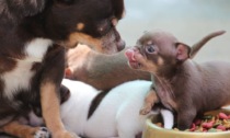 Giro di vite sugli allevamenti di cani, sanzionati due allevatori che vendevano i cuccioli prima dei due mesi