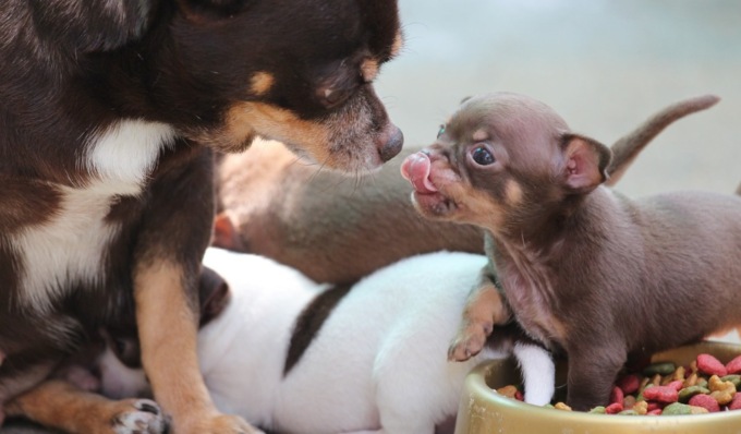 Giro di vite sugli allevamenti di cani, sanzionati due allevatori che vendevano i cuccioli prima dei due mesi