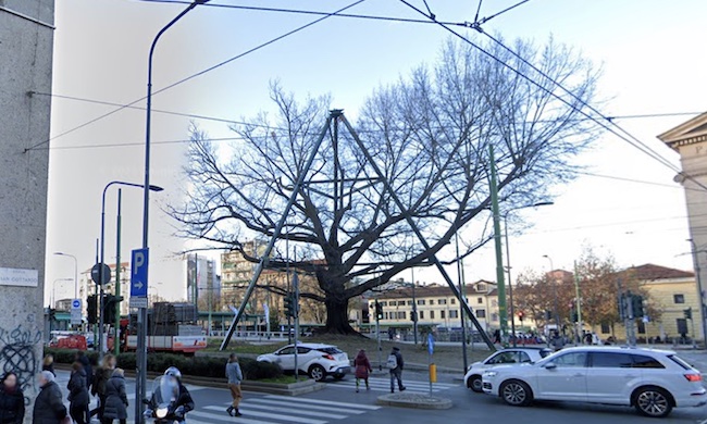 La quercia secolare di piazza XXIV maggio è a “fine ciclo vitale”