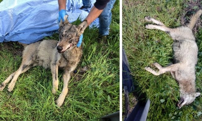 Lupo investito e ucciso da un veicolo lungo la sp30