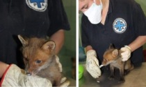 Cucciolo di volpe trovato ferito sulla tangenziale: salvato grazie a un automobilista