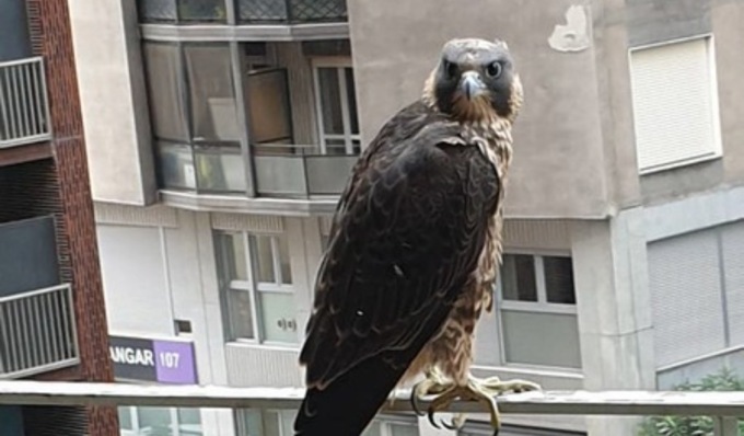 Salvo il “falco del Pirellone”, si era perso tra i palazzi di Milano