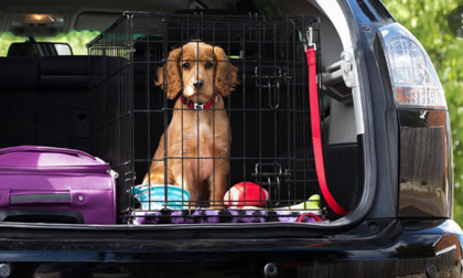 Cane chiuso in auto salvato dai Carabinieri, donna denunciata