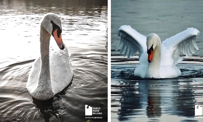 Addio al cigno Brutus, re del Parco Nord: “Ucciso barbaramente”