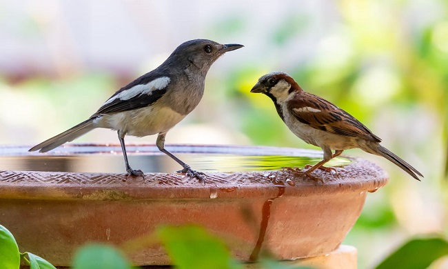 Perché si vedono ciotole d’acqua sui balconi a Milano?