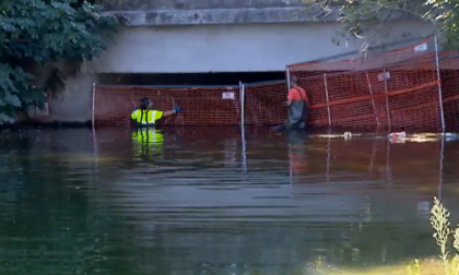 Continua la caccia al cinghiale del naviglio: collocata la gabbia per la cattura