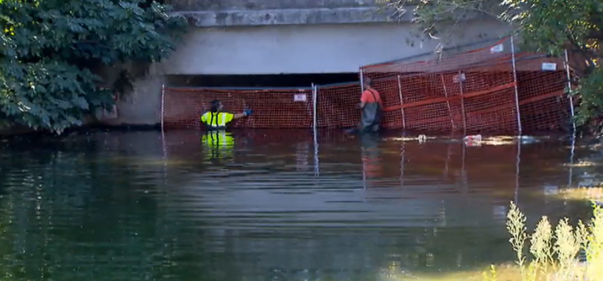 Continua la caccia al cinghiale del naviglio: collocata la gabbia per la cattura