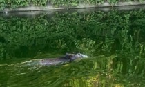 Cinghiali a Milano: le foto dell'animale che nuota in Darsena
