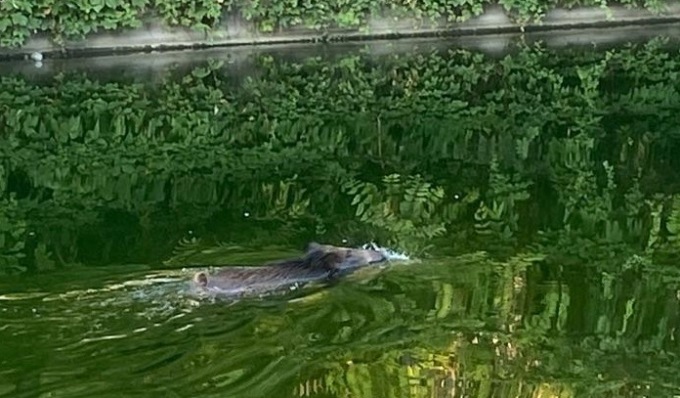 Cinghiali a Milano: le foto dell’animale che nuota in Darsena