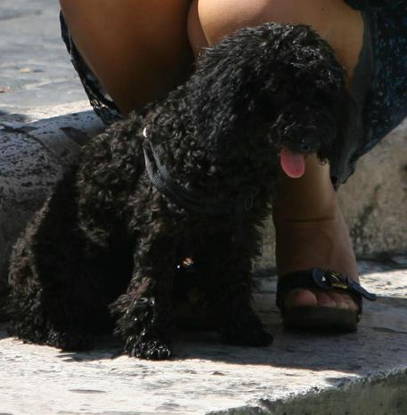 Cuccioli di cane venduti illegalmente: 2 persone denunciate
