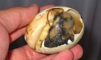 Ingoia un uovo fecondato di anatra e rischia di morire soffocato: salvato dai medici in ospedale