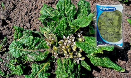 Possibile contaminazione da Mandragora in una busta di spinaci venduta al Gigante: ritirato un lotto
