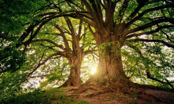 Chiuso con 40 mila euro il crowfunding dedicato a Luca: saranno utilizzati per piantare alberi
