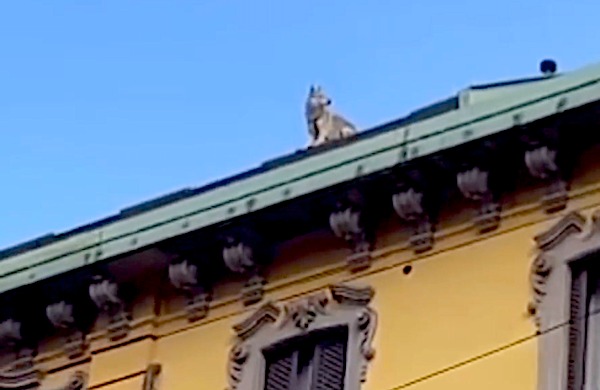 Un cane sul cornicione di un palazzo in via Boccaccio: i passanti lanciano l’allarme