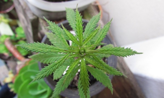 Una perdita d’acqua in casa fa scoprire una maxi serra di marijuana