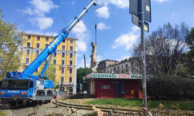 Addio al “platano di Giannasi”: iniziate le operazioni di abbattimento