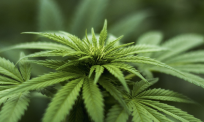 Un nuovo studio di Booking rivela l’interesse dei viaggiatori verso la cannabis