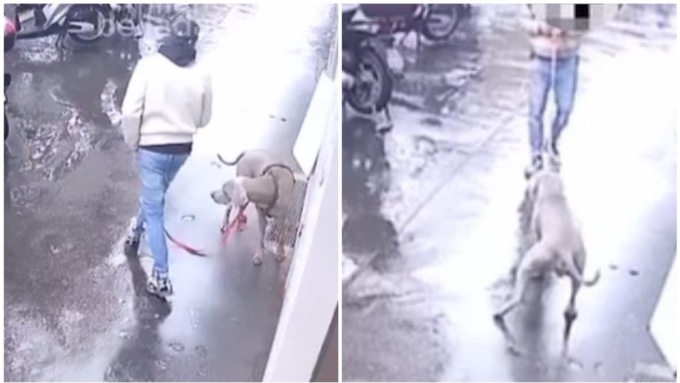 Tenta di rubare un cane legato fuori da un negozio: l’animale si impunta e il ladro scappa a mani vuote
