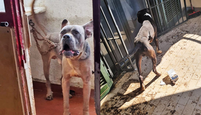Lascia il cane incatenato sul balcone sette mesi senza acqua e senza cibo