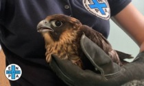 Il falco Lucia che vive sul Pirellone è stato salvato: era immobilizzato alla zampa a causa di un laccio