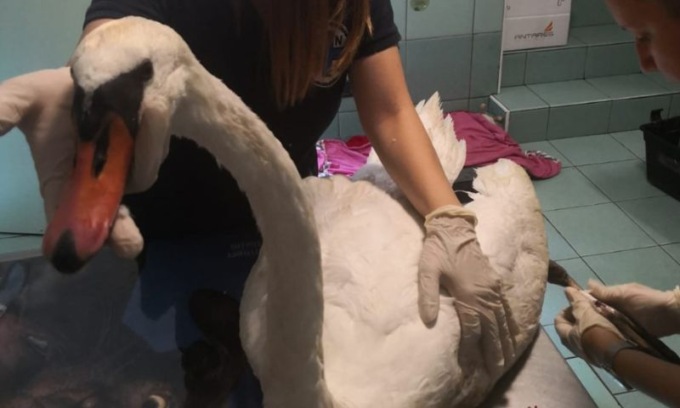Al Parco delle Cave è stato soccorso un cigno ferito: morto purtroppo il suo compagno