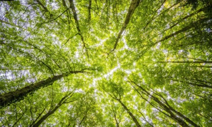 "Milano per gli alberi": via alla raccolta fondi per far tornare il verde in città