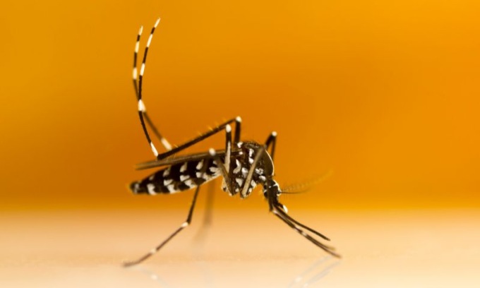 A Castiglione d’Adda individuati due nuovi casi di Virus Dengue