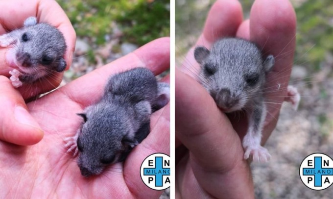 Due cuccioli di ghiro salvati da una famiglia milanese in vacanza
