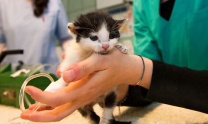 Interventi e ricoveri a prezzi calmierati per animali domestici