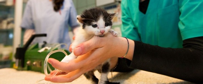 Interventi e ricoveri a prezzi calmierati per animali domestici