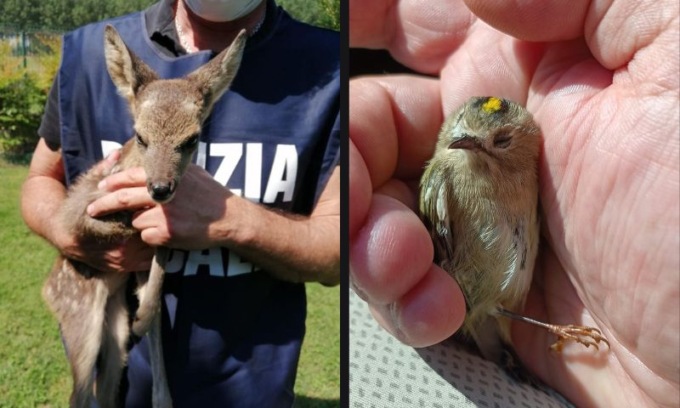 Il Nucleo Ittico Venatorio di Città metropolitana in un anno ha salvato 150 animali selvatici
