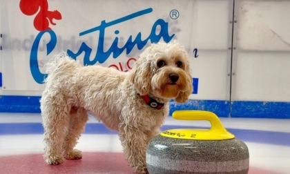 Milano Cortina 2026, il cane Chico "fenomeno dei social" è l'ambasciatore digitale delle Olimpiadi e Paralimpiadi